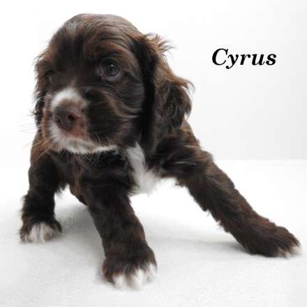 puppy, for, sale, Cocker Spaniel, Joe & Cherri  Overlease, dog, breeder, Miller, MO, dog-breeder, puppy-for-sale, forsale, nearby, find, puppyfind, locator, puppylocator, aca